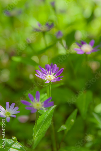 花の寺子安地蔵寺（和歌山県橋本市）の花々