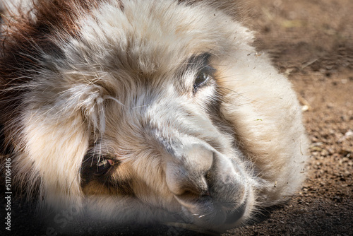 closeup portrait of an alpacas head laying on the ground © Ralph Lear