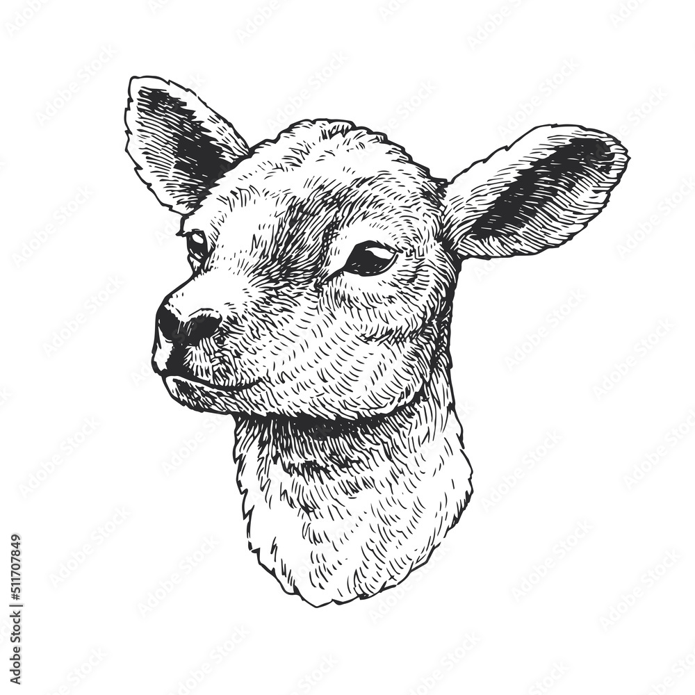 Vector hand drawn illustration of lamb. Sketch of cute animal Stock
