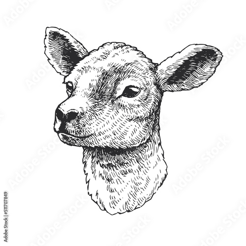Vector hand drawn illustration of lamb. Sketch of cute animal photo