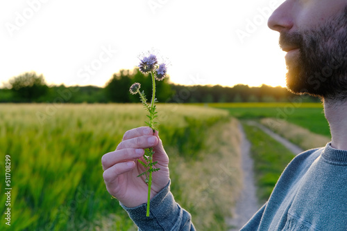 bearded young man in backlight of sun, inflorescences blue flower phacelia honey plant, Phacelia tanacetifolia in male hand, spring, summer season, allergy to flowering plants, nature protection