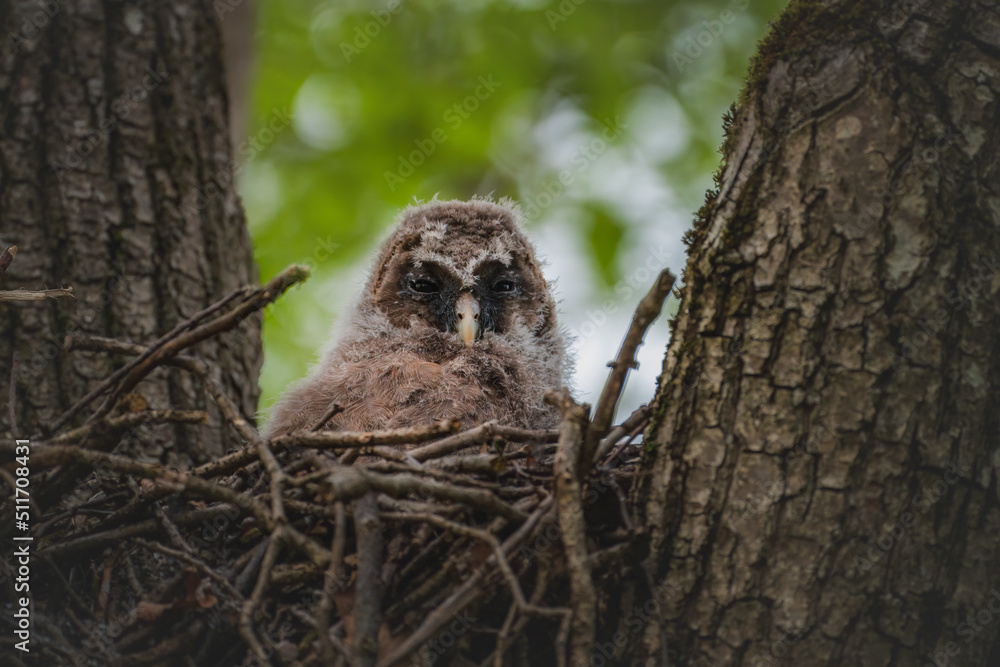 Ural Owl, Strix uralensis chicks in the nest. Ural Owl, Strix uralensis chicks in the nest.