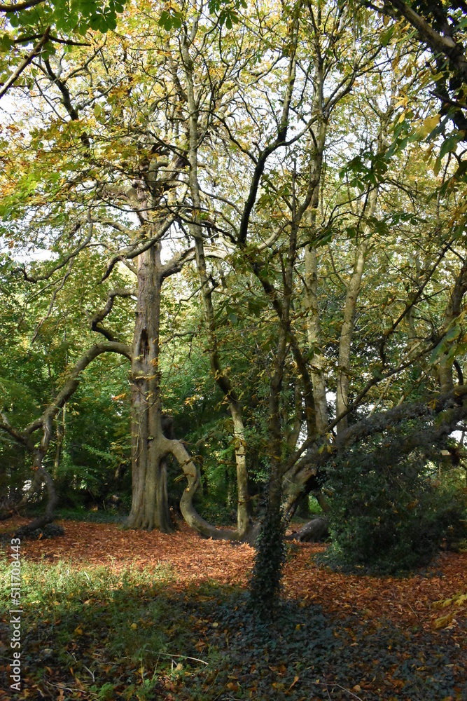 Tree in Kilkenny Castle Park, Kilkenny.