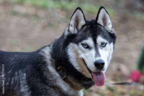 Close up photo of the head of grey siberian husky dog enjoying the nature