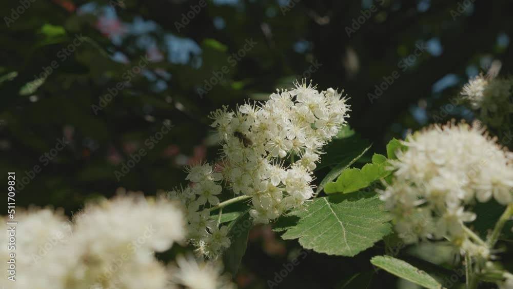 Slow motion, tree branch with green leaves and inflorescences with beautiful white bush flowers swaying in wind, bee sitting on blossom, crawling and looking for pollen, collecting nectar, close-up. Slow motion, tree branch with green leaves and inflorescences with beautiful white bush flowers swaying in wind, bee sitting on blossom, crawling and looking for pollen, collecting nectar, close-up.