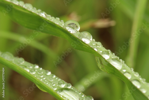 右下から左上に伸びる二本のヒメシバの葉に降ったたくさんの雨粒のアップ