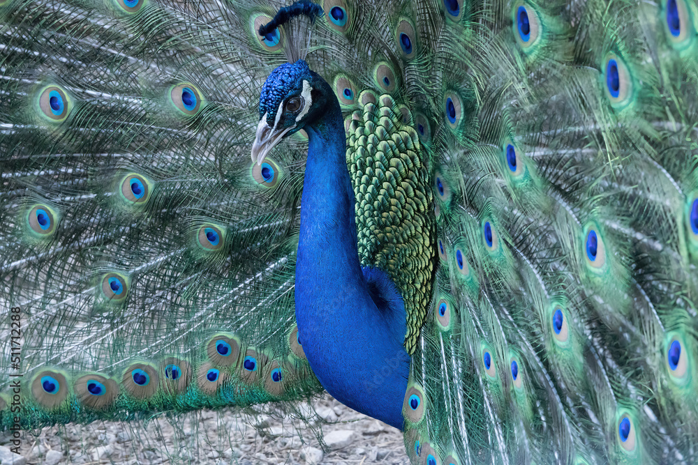 Naklejka premium Beautiful Peacock showing off his colors