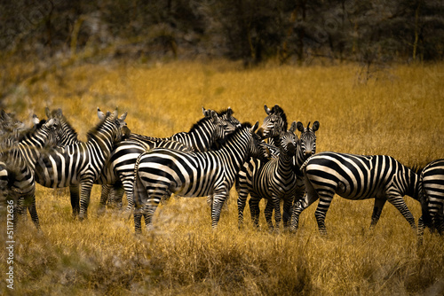 zebras in serengeti national park serengeti country