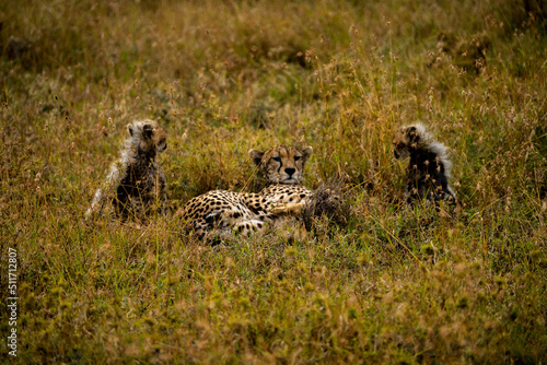 cheetah in serengeti national park