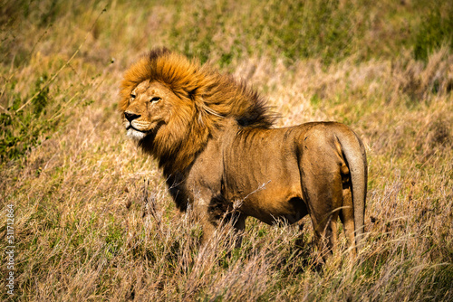 Lion in the Serengeti forest