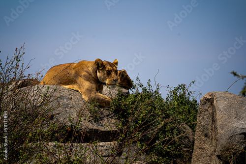 lion cub in the wild