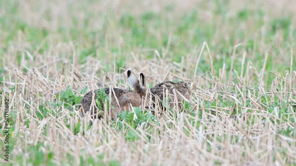 Brown hares run in the field in the mating season, spring, north rhine westphalia, (lepus capensis), germany
