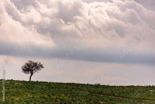 A single tree with rain clouds and greenery in the background