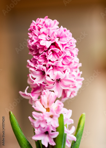 Pink hyacinth known for its fragrance