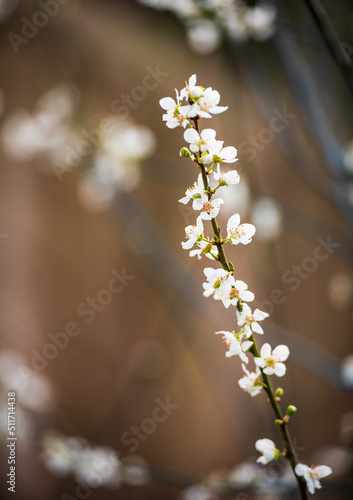 White flowers on a dark background