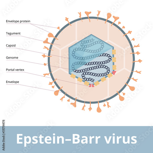 Epstein–Barr virus (EBV, Human gammaherpesvirus 4) known as the cause of infectious mononucleosis. It is associated with  Epstein–Barr virus-associated lymphoproliferative diseases.