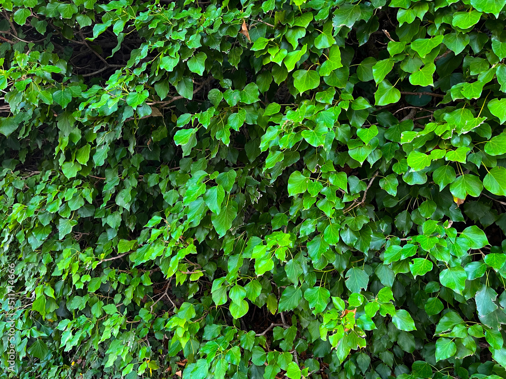 Obraz premium hojas verdes