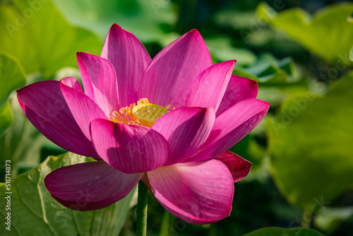 The lotus flower at Dumulmeori in Korea  meaning that two waters meet