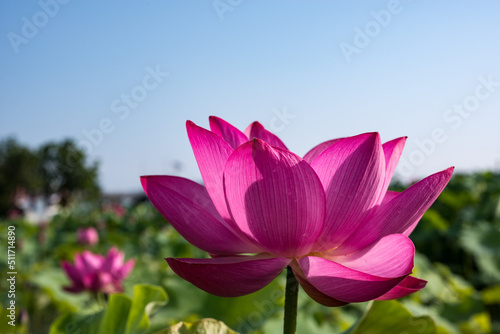 The lotus flower at Dumulmeori in Korea  meaning that two waters meet