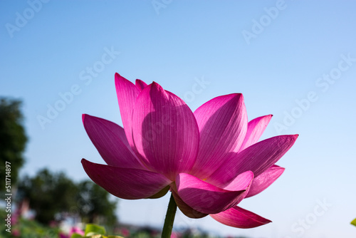 The lotus flower at Dumulmeori in Korea  meaning that two waters meet