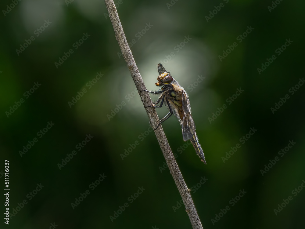 Großlibelle (Anisoptera) mit offenem Mund sitzt auf Ast Großlibelle (Anisoptera) mit offenem Mund sitzt auf Ast