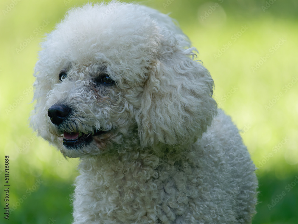 Portrait of an adorable white Poodle Dog with the blurry background