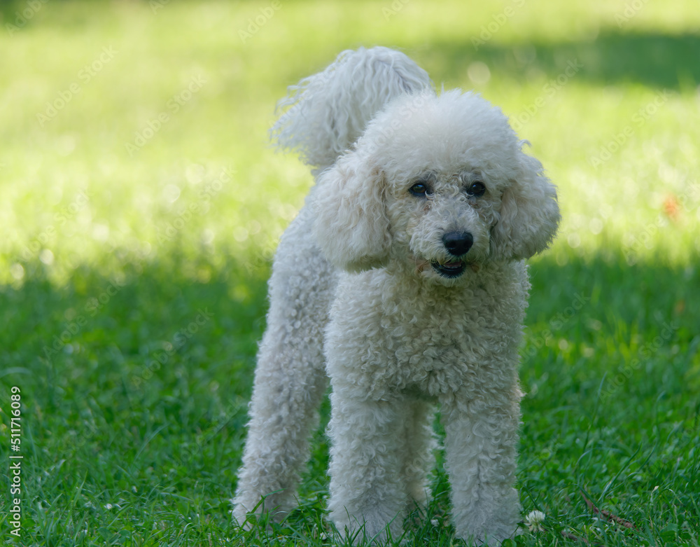 Close-up photo of a cute white Poodle Dog standing in the park