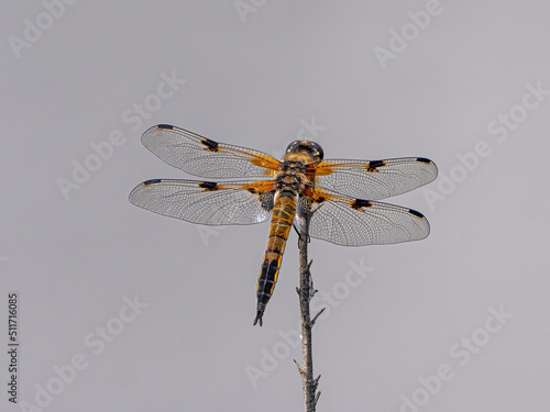 Vierfleck Libelle "Libellula quadrimaculata" Draufsicht