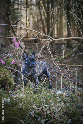 Französische Bulldogge im Wald