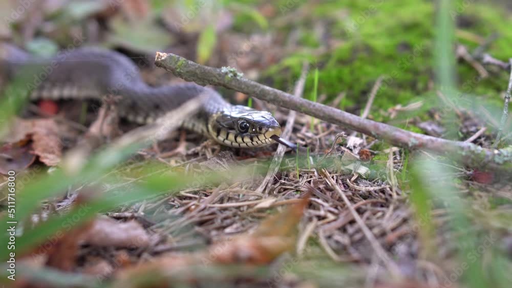 Close up portrait of a an adder skake Close up portrait of a an adder skake