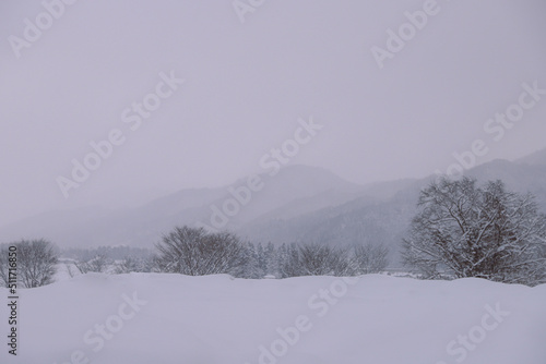 snow covered trees © Ryoji