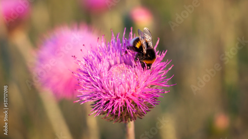 Closeup of a Bombus terrestris, the buff-tailed bumblebee or large earth bumblebee, feeding nectar of pink flowers