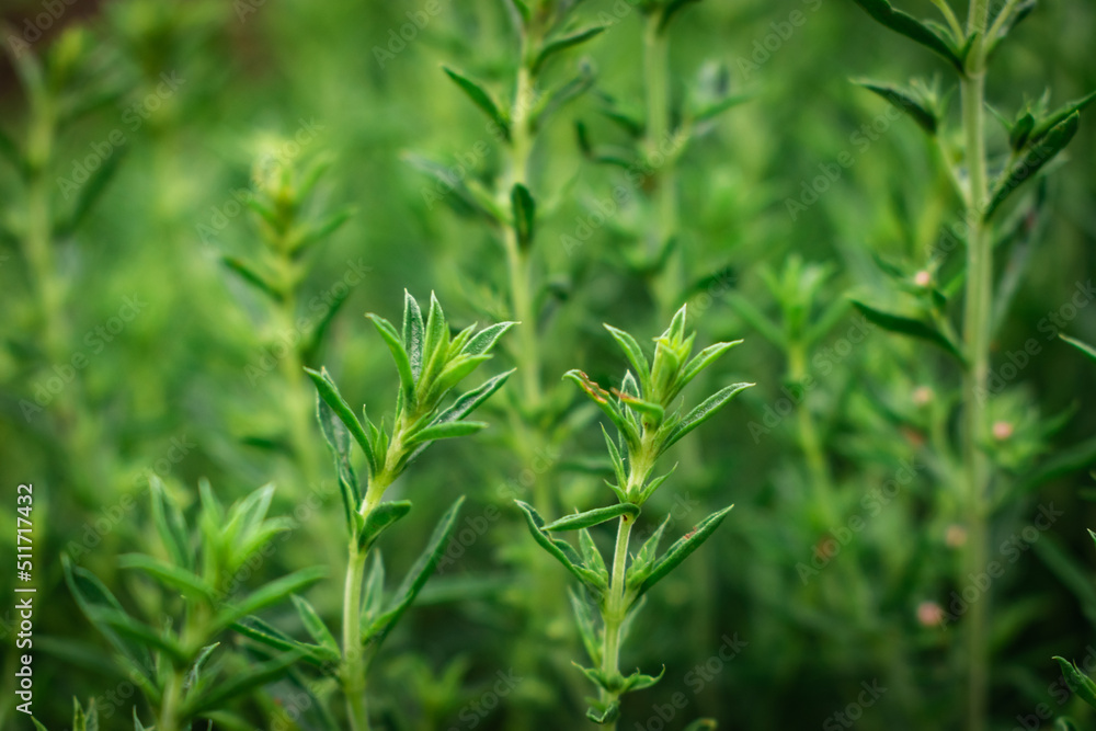 Obraz premium Close up of fresh and fragrant white thyme branches in the garden