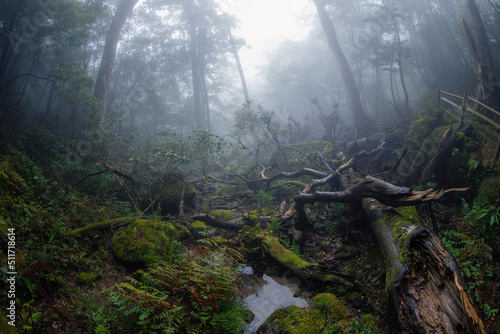 fog in the forest