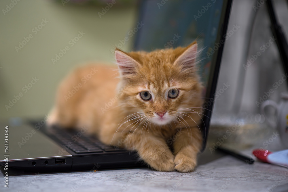 Red young kitten lies on the laptop keyboard. The kitten guards the laptop. Ginger impudent muzzle. Red young kitten lies on the laptop keyboard. The kitten guards the laptop. Ginger impudent muzzle.