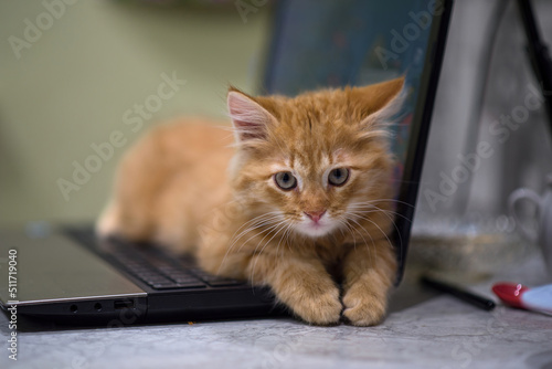 Red young kitten lies on the laptop keyboard. The kitten guards the laptop. Ginger impudent muzzle.