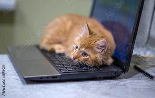 Red young kitten lies on the laptop keyboard. The kitten guards the laptop. Ginger impudent muzzle.