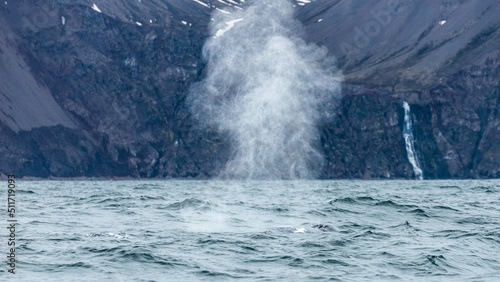 Blue whale, the biggest animal on the planet, blowing at the surface in Northern Iceland, feeding ground