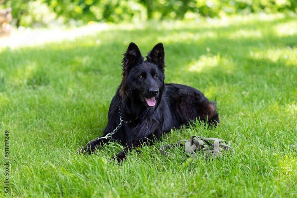 Beautiful black shepherd dog on the grass, on a green background.