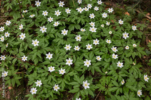 Wood anemone or anemonoides nemorosa, other common names include windflower, European thimbleweed, and smell fox, an allusion to the musky smell of the leaves photo
