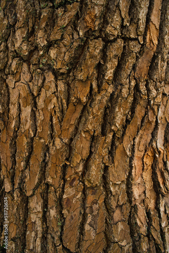 銀杏の木の幹の背景素材