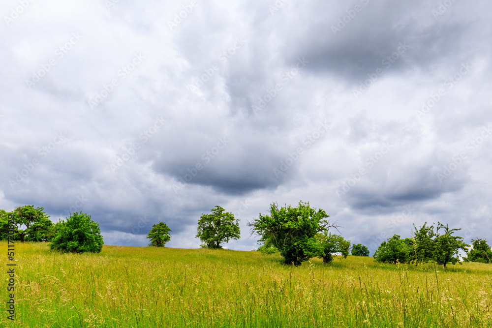 Feld mit einzelnen Bäumen im Sommer mit dunklen Wolken in Gewitterstimmung, Schwarzwald