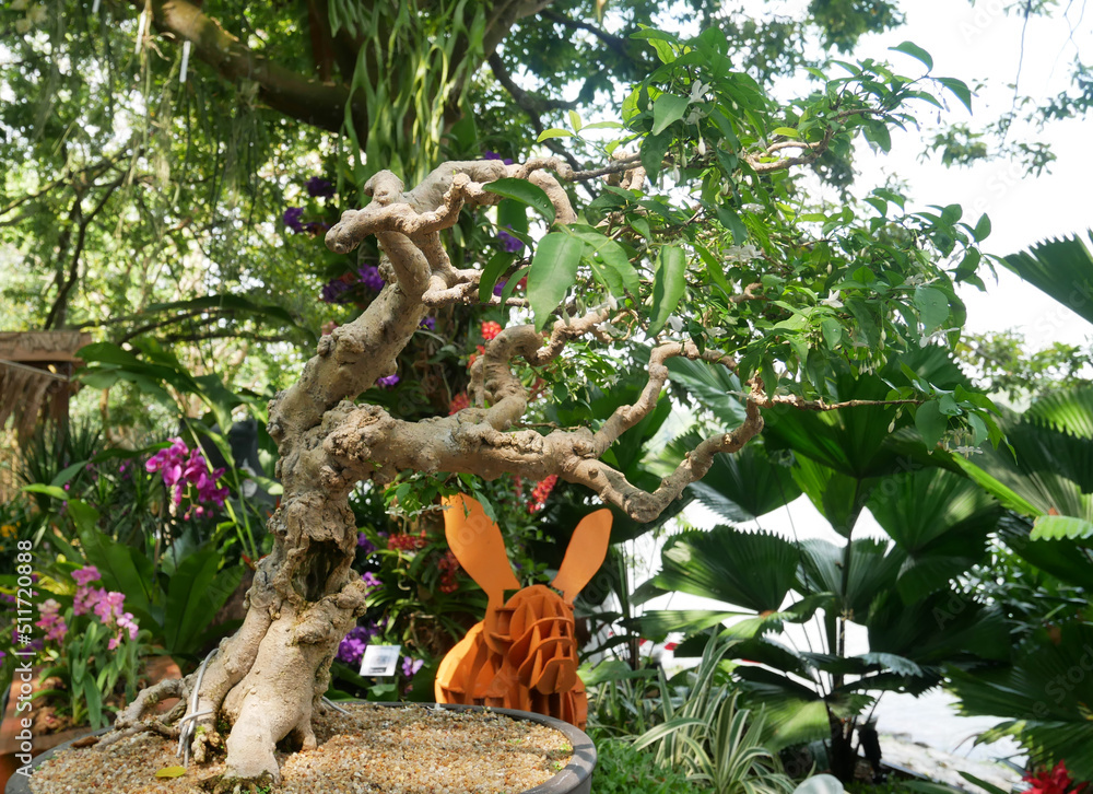 Fototapeta premium PUTRAJAYA, MALAYSIA -AUGUST 26, 2021: Bonsai trees in the Royal Floria Putrajaya Garden public park, Malaysia. Gardened in pots adapted to the size and design of the bonzai.
