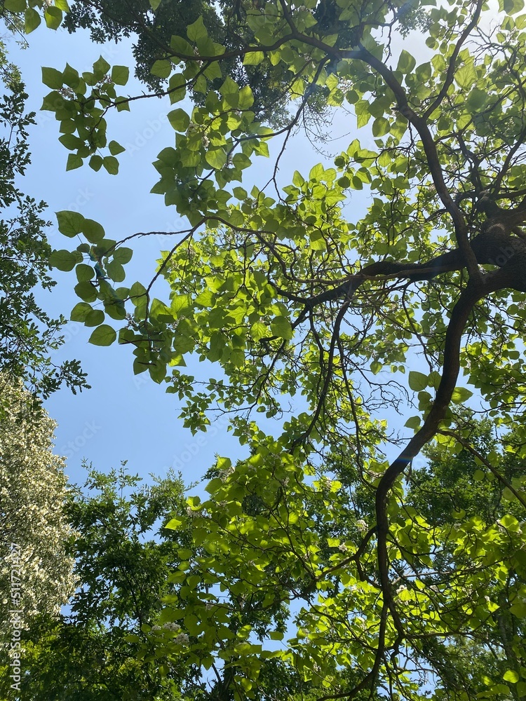 green leaves and sky green leaves and sky