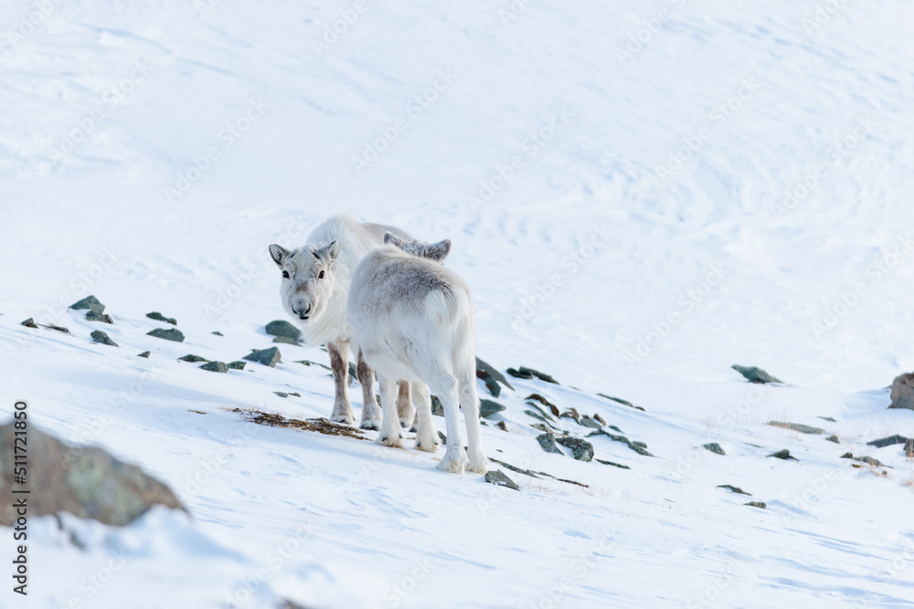 Fototapeta premium Shot in Svalbard May 2022