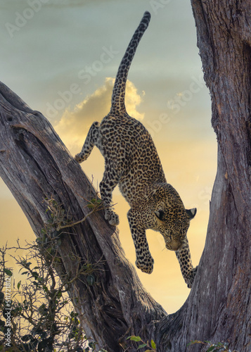 Leopard in tree from Masai Mara, Kenya