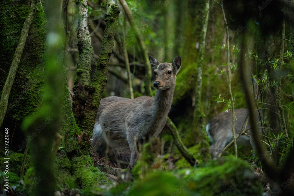 Obraz premium deer in the forest