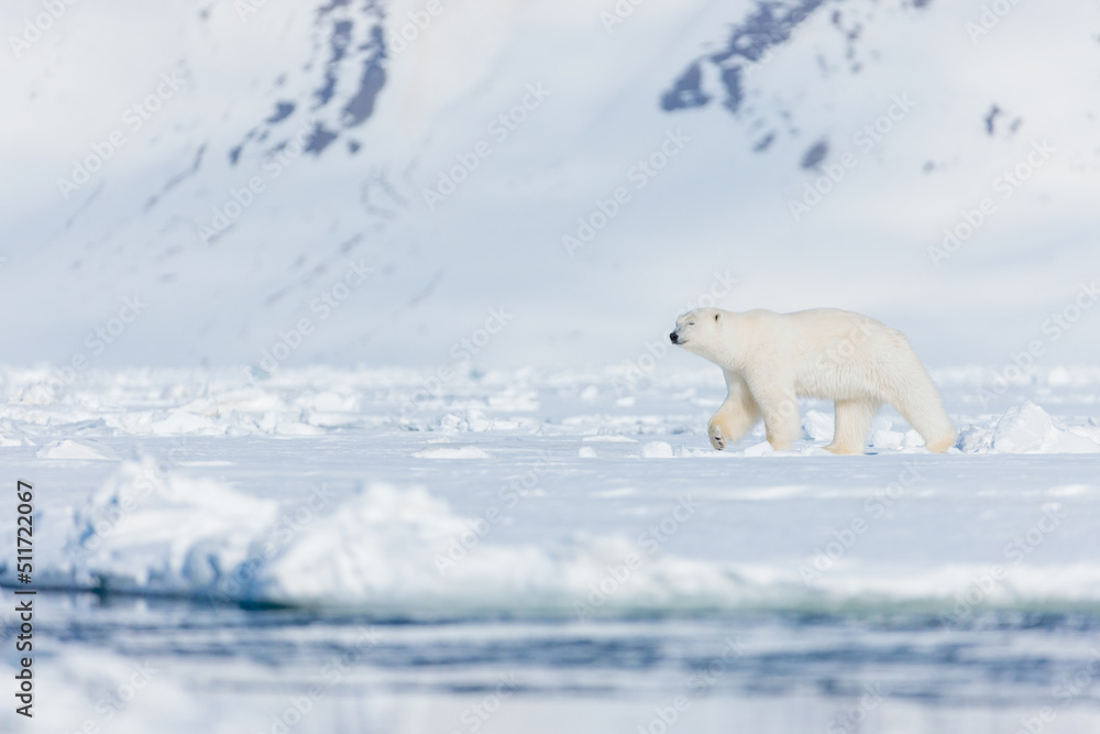Shot in Svalbard May 2022 Shot in Svalbard May 2022