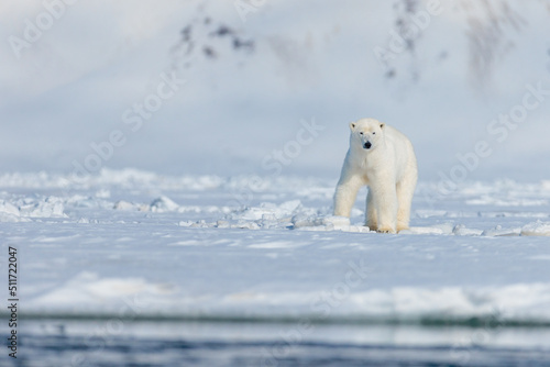 Shot in Svalbard May 2022