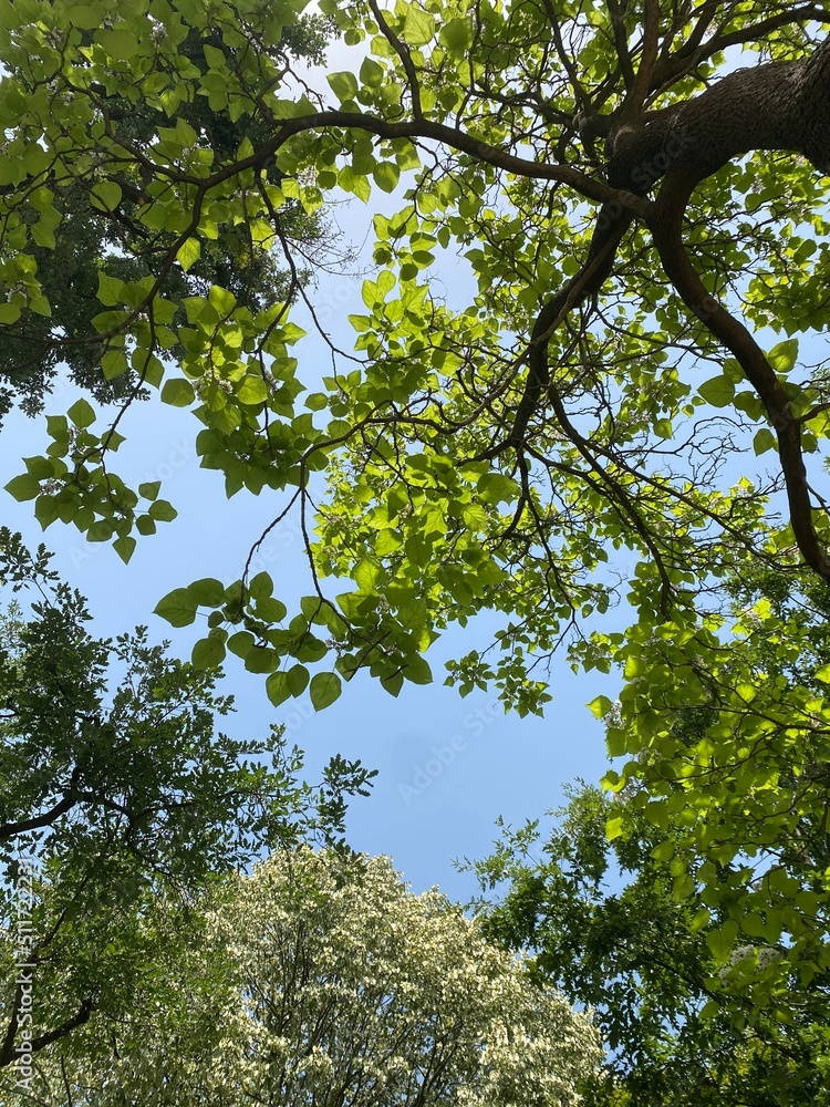 Obraz premium leaves and sky